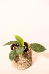 Schismatoglottis motleyana
